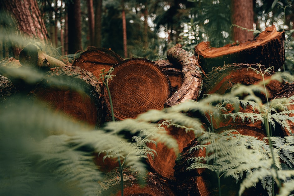 Exploring The Forest Archives